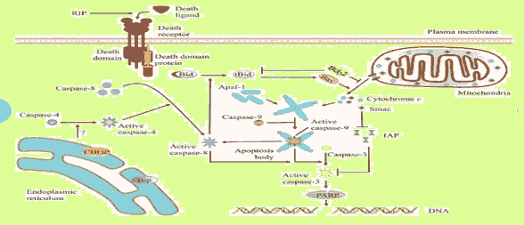 annals-health-mechanism