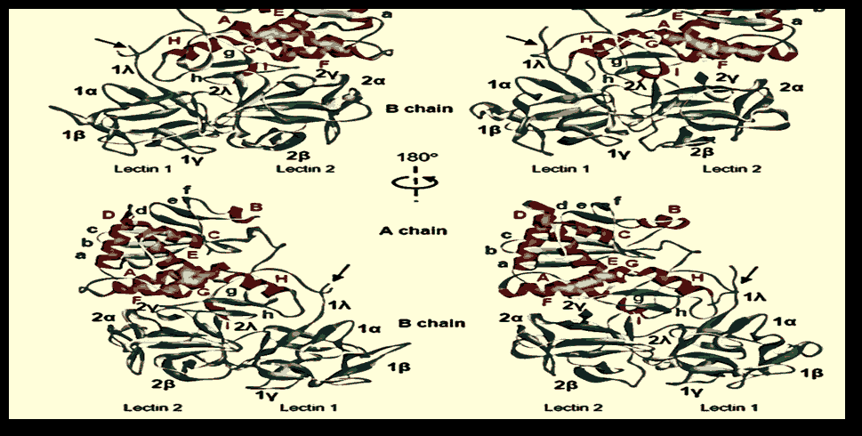 annals-health-ricin