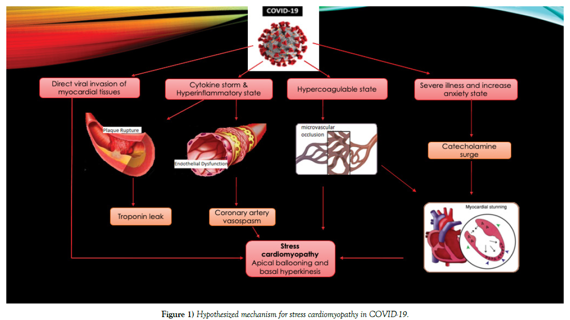 clinical-cardiology-hypothesized-mechanism