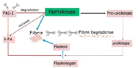 jmbr-Nattokinase