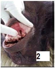 veterinary-research-mandibular