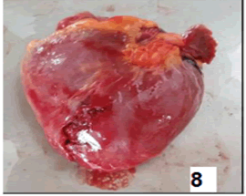 veterinary-research-ventricle