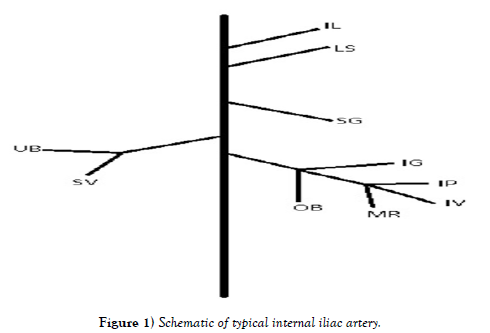 international-journal-anatomical-variations-typical