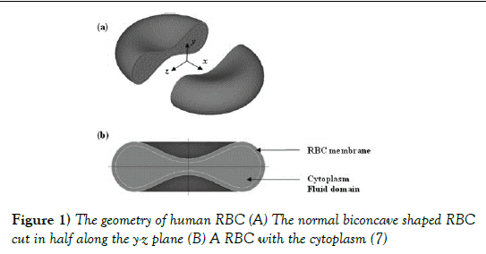 biomedical-engineering-normal-biconcave