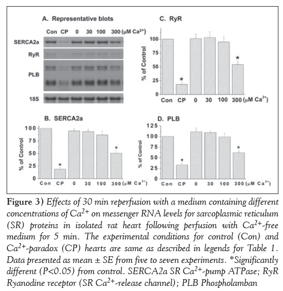 current-research-cardiology-Ryanodine-receptor