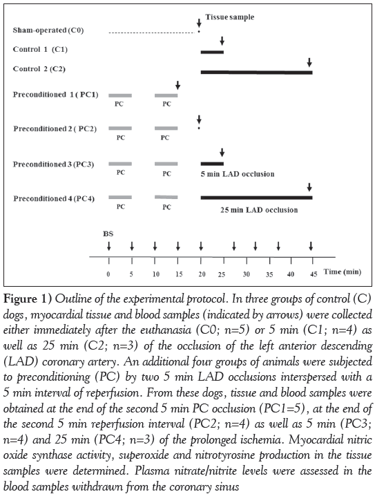 current-research-cardiology-experimental-protocol