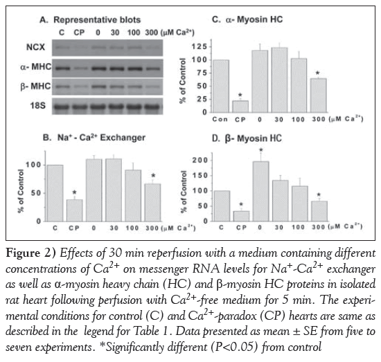 current-research-cardiology-heart-perfusion