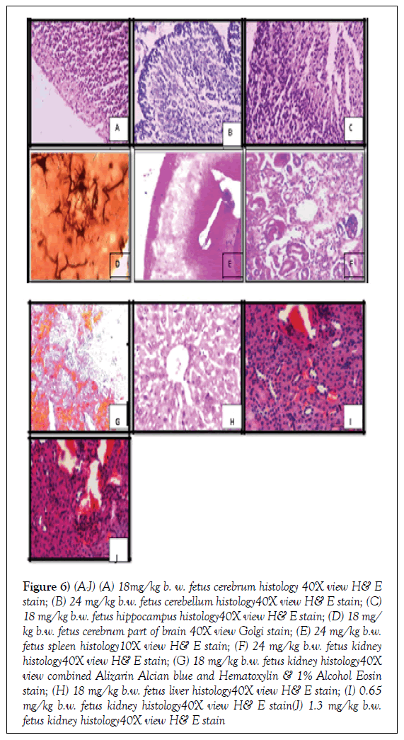 histology-histopathology-research-fetus-cerebrum-histology