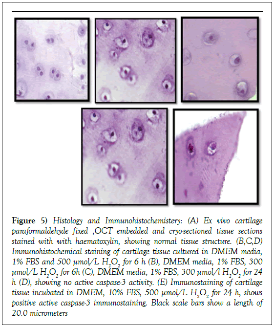 histology-histopathology-research-histology-immunohistochemistery-cartilage