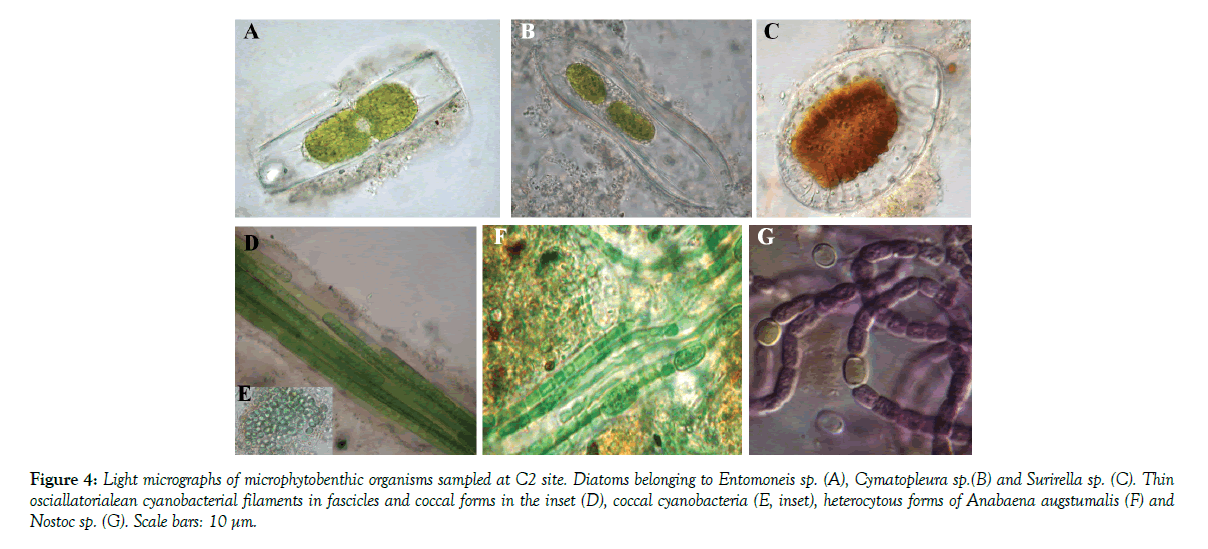 marine-microbiology-micrographs