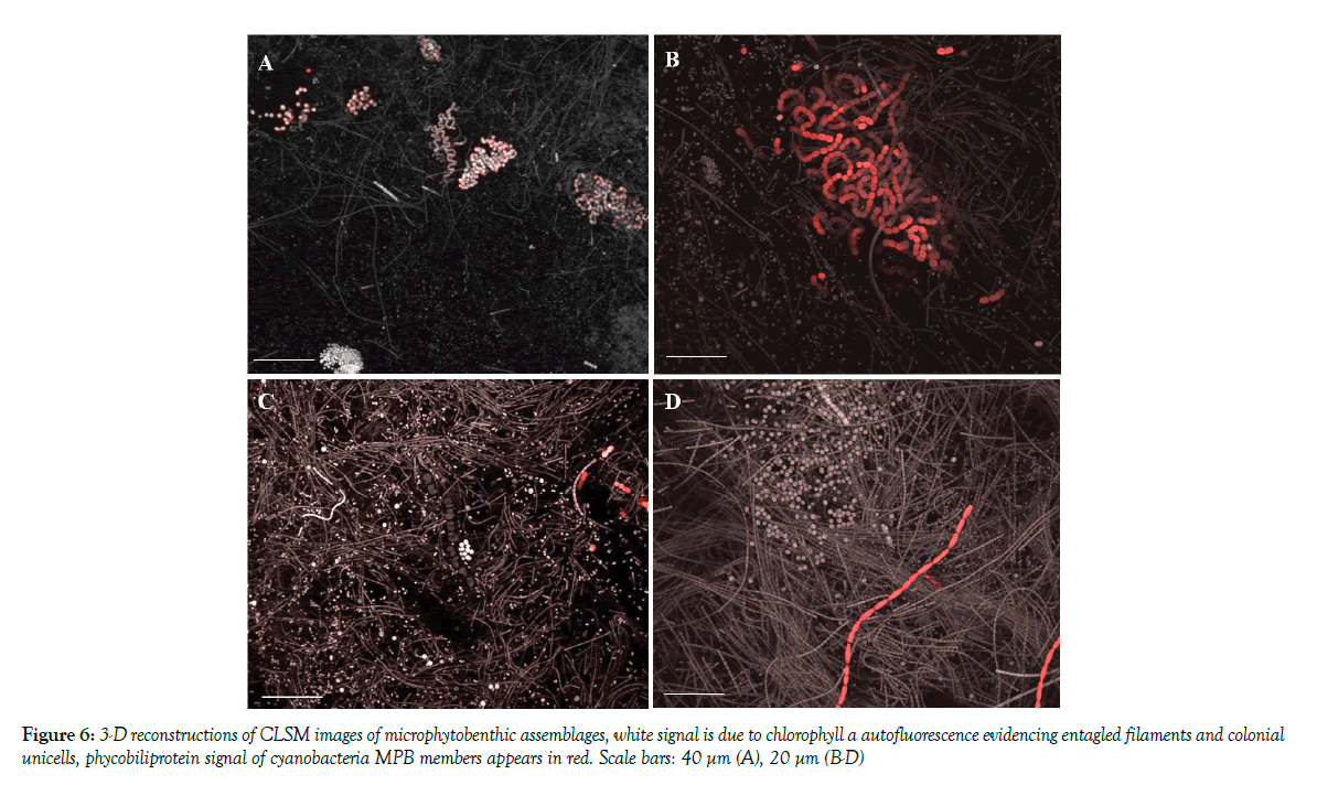 marine-microbiology-microphytobenthic-assemblages