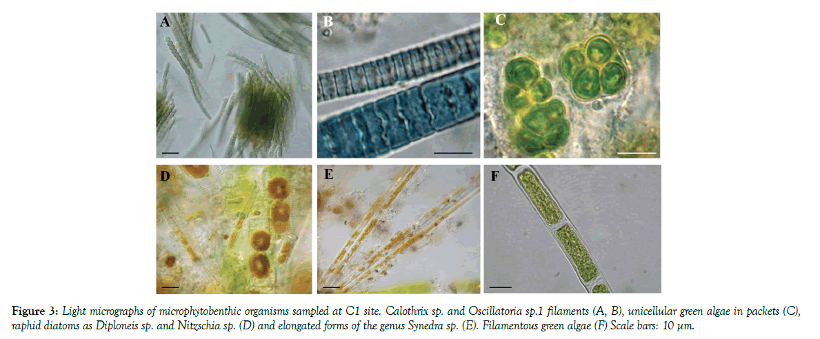 marine-microbiology-microphytobenthic-organisms