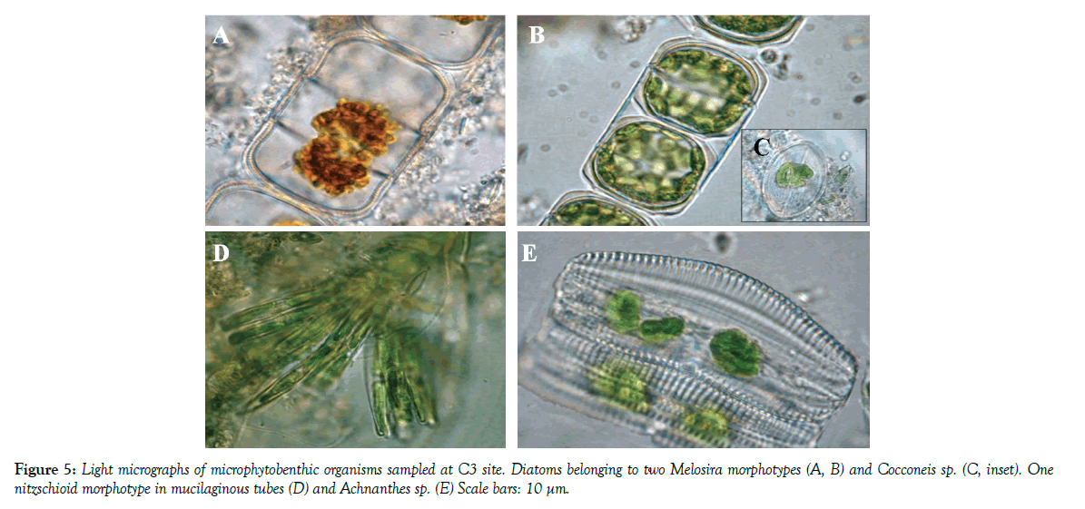 marine-microbiology-mucilaginous-tubes