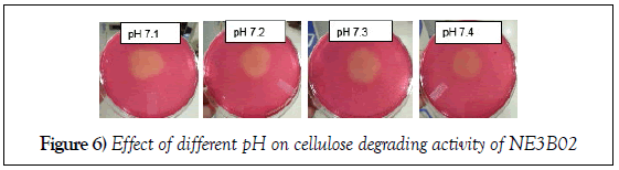 microbiology-biotechnology-reports-cellulose-degrading