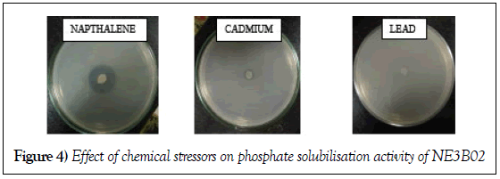 microbiology-biotechnology-reports-chemical-stressors-phosphate