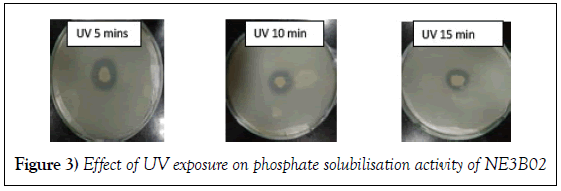 microbiology-biotechnology-reports-exposure-phosphate-solubilisation