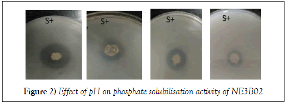 microbiology-biotechnology-reports-phosphate-solubilisation