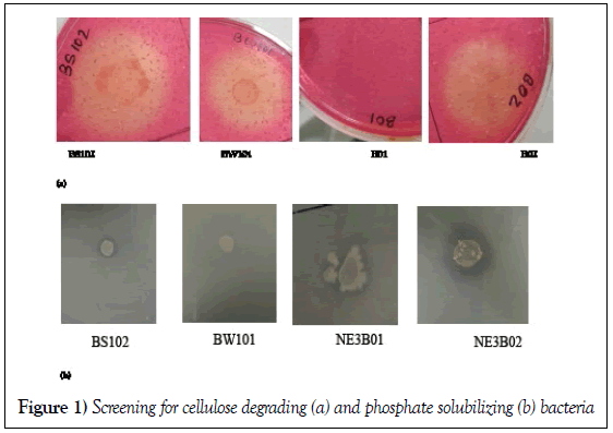 microbiology-biotechnology-reports-screening-cellulose-degrading