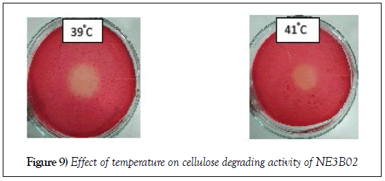 microbiology-biotechnology-reports-temperature-cellulose-degrading