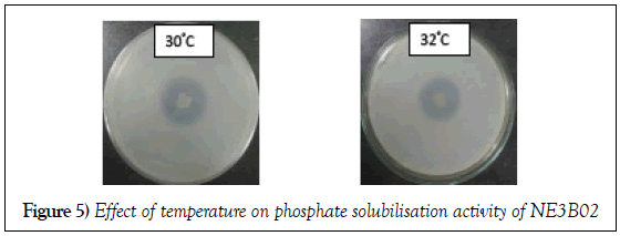 microbiology-biotechnology-reports-temperature-phosphate-solubilisation